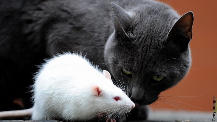 Roman Politican Proposes Using Cats to Stop Rats