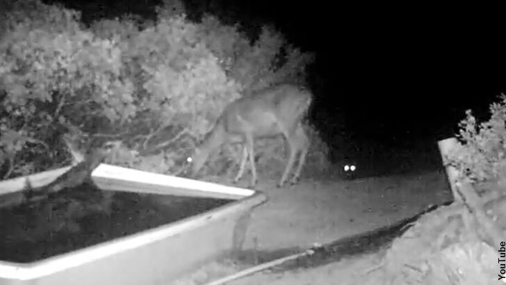 Watch: Lurking Mountain Lion Strikes with Lightning Speed