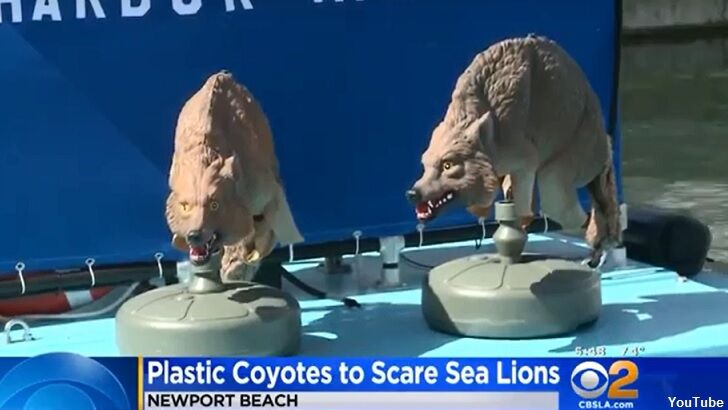 CA City Turns to Faux Coyotes to Fend Off Sea Lions