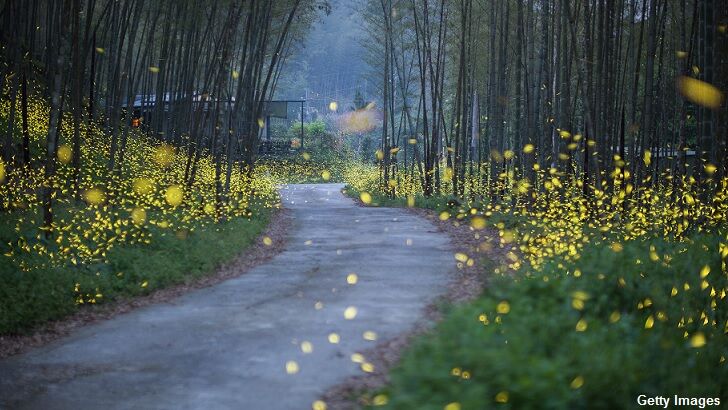 Man Busted for Shooting Gun at Fireflies Mistaken for 'Alien Lasers'