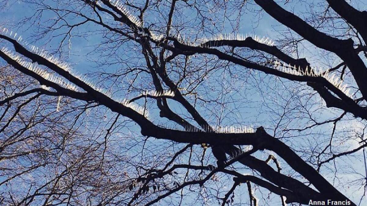 Its tree