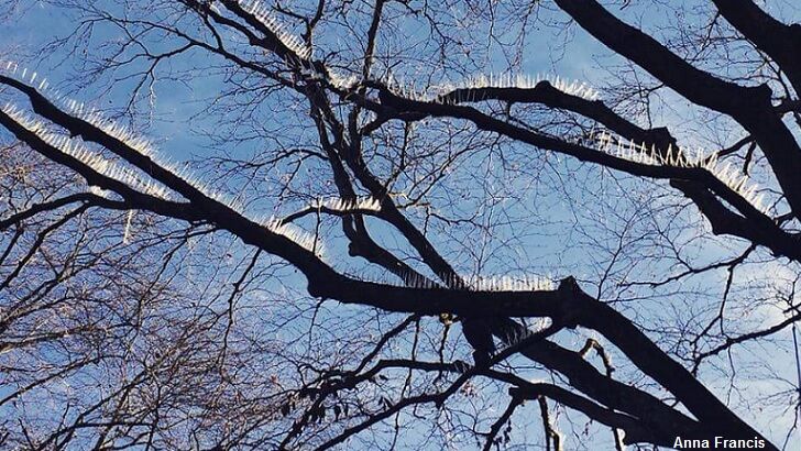 Posh Apartments Put Pigeon Spikes on Trees to Protect Fancy Cars!