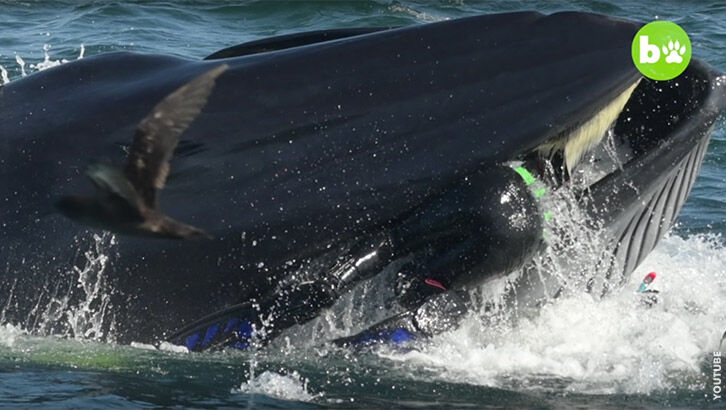 Watch: Whale Swallows Diver