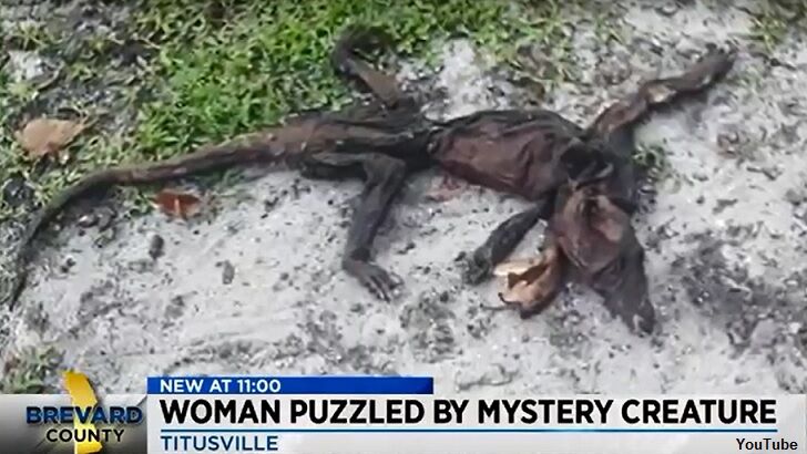 Bizarre Animal Carcass Found in Florida