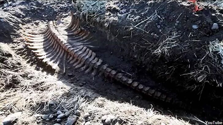 Remains of Giant Ancient Sea Creature Found on Russian Island