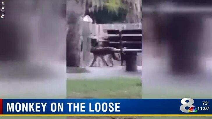 Video: Monkey Trouble Brewing in Tampa Bay