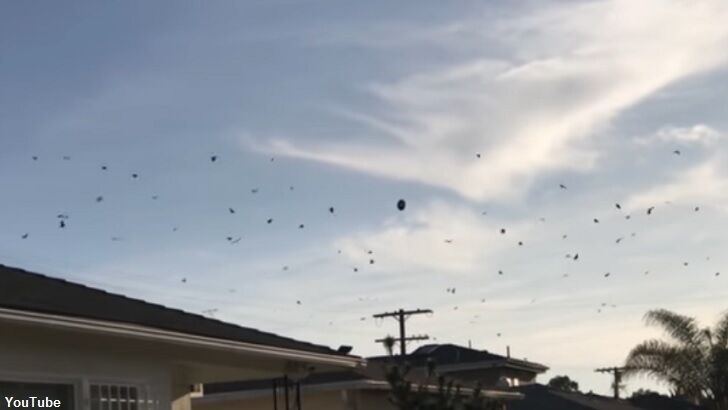 Watch: Crows Encounter UFO