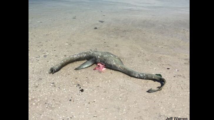 Video: Bizarre Creature Carcass Found on Beach in Georgia