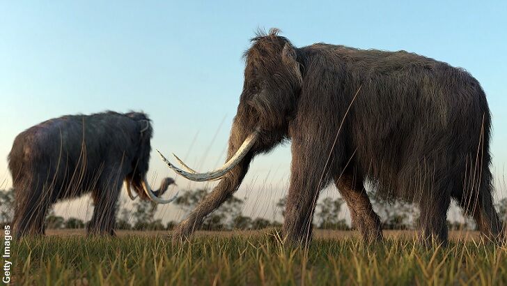 Scientists Revive Woolly Mammoth Cells