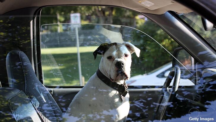 Washington State Man Arrested While 'Teaching Dog to Drive'