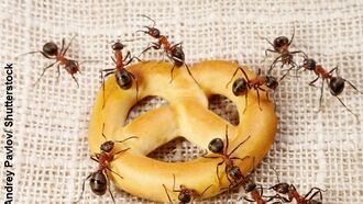 NYC's Tiny Trash Collectors