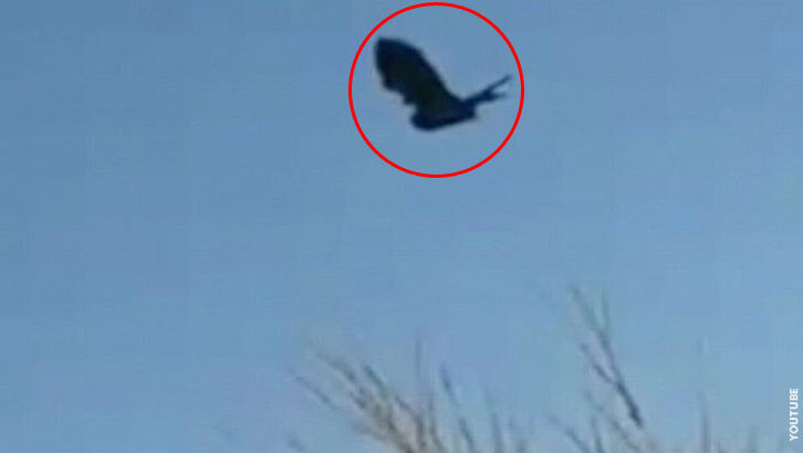 Watch: Bird Appears Suspended in Sky