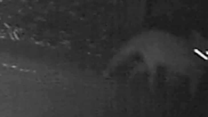 Watch: Tasmanian Tiger Filmed by Game Camera?