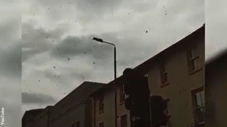 Watch: Swarm of Bees Stops Traffic in London