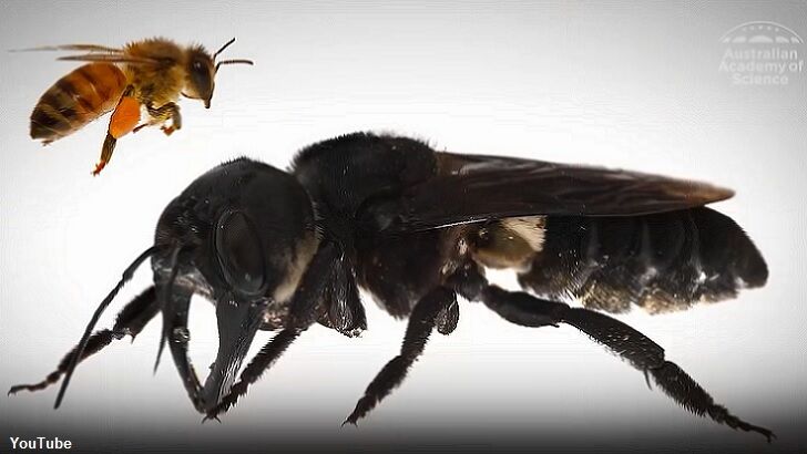 Video: World's Largest Bee Rediscovered
