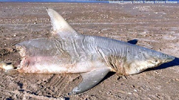 Half-Eaten Shark Found on Florida Beach