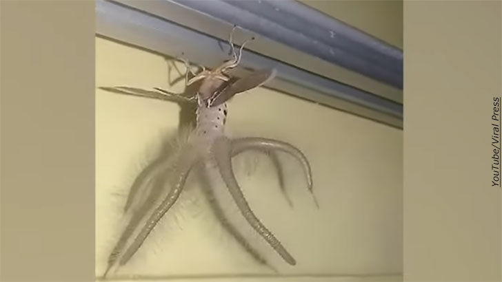 Watch: Footage of Strange Creature in Indonesia
