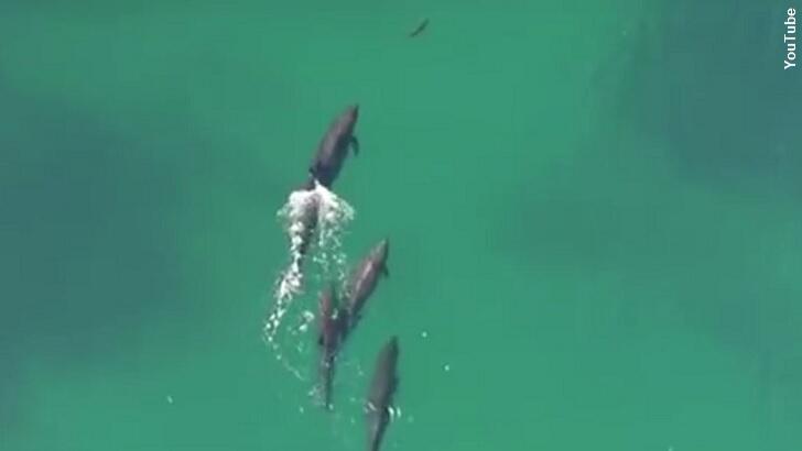 Watch: Drone Films Huge Dolphins Hunting Shark | Coast to Coast AM