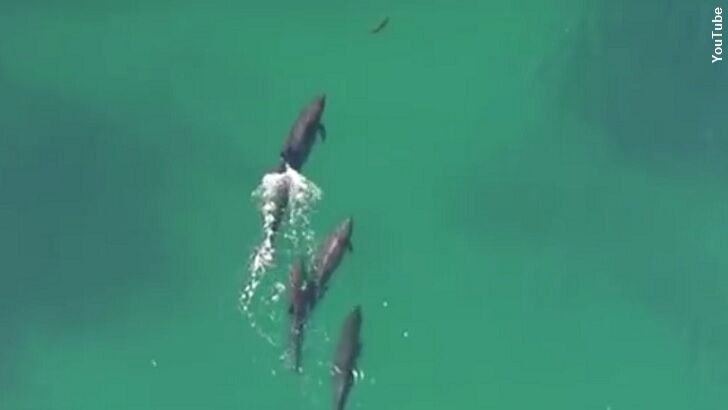 Watch: Drone Films Huge Dolphins Hunting Shark