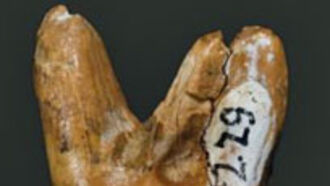 New Species of Ancient Humans