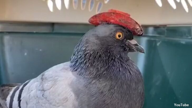 Video: Viral 'Cowboy Pigeon' Captured