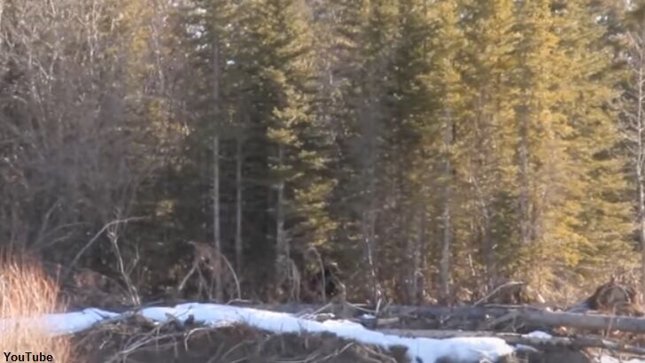 Watch: Bigfoot Filmed in Canada?
