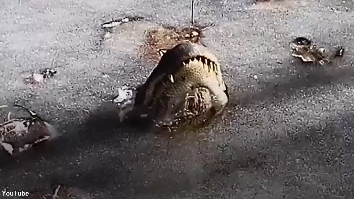 Video: Alligators in North Carolina Display Amazing Survival Skill