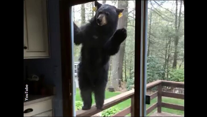 Hungry Bear Attempts Break-In