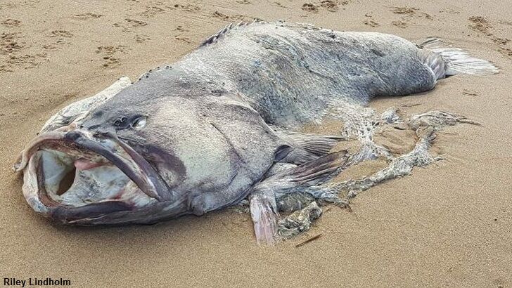 Monstrous 'Mystery Fish' Washes Ashore in Australia
