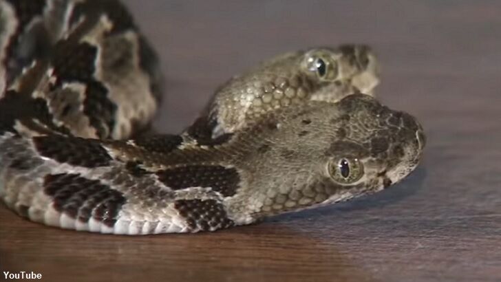 Video: Two-Headed Rattlesnake Found