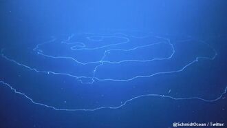 Odd Sea Creature Filmed Near Australia