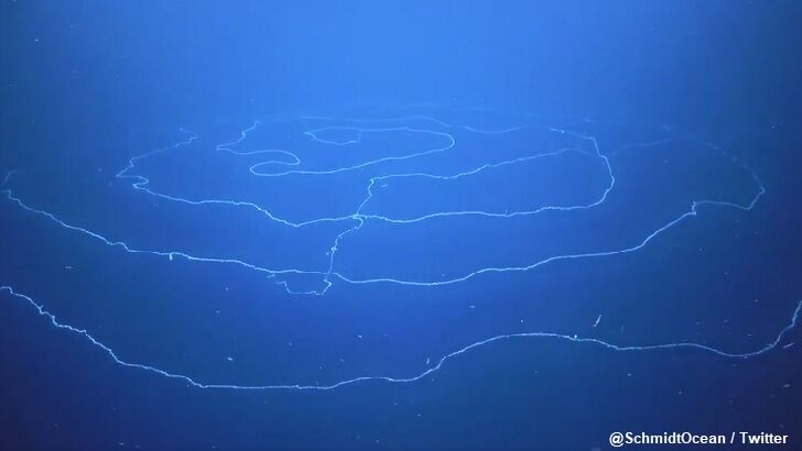 Odd Sea Creature Filmed Near Australia