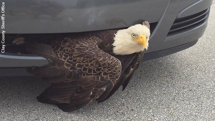 Video: Bald Eagle Rescued from Car Grill
