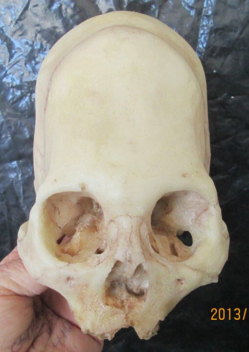 Elongated Skulls From Peru | Coast to Coast AM