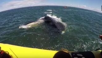 Watch: Whale Gets Incredibly Close to Tourists