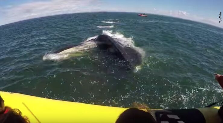 Watch: Whale Gets Incredibly Close to Tourists