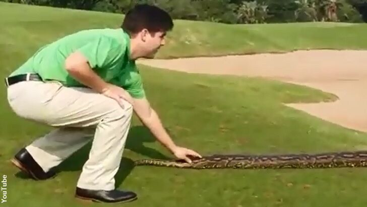 Watch: Daring Golfer Startles Giant Python