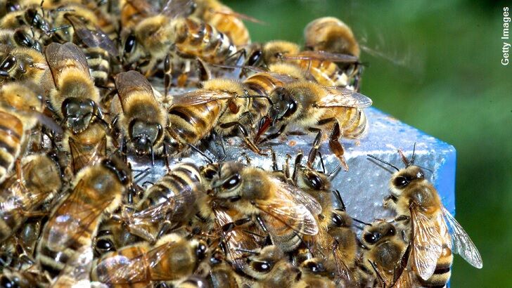 California Town Besieged by Killer Bees