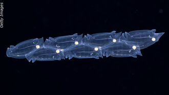 Mysterious Balls of Goo