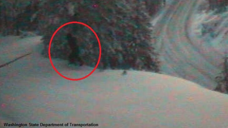 Bigfoot Spotted on Washington Webcam?
