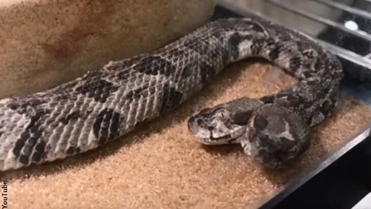 Two-Headed Snake Caught in AR