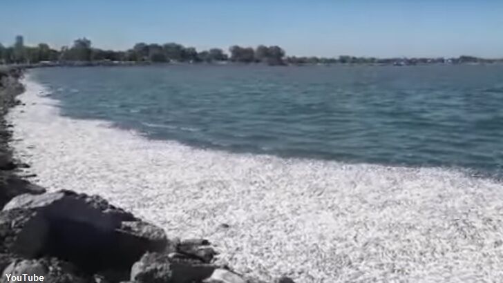 Video: Thousands of Dead Fish Wash Ashore in Argentina