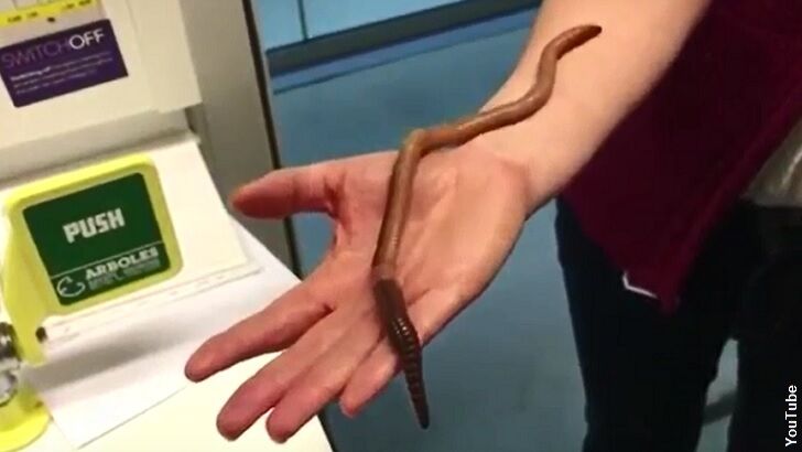 UK's Largest Worm Discovered and Then Killed