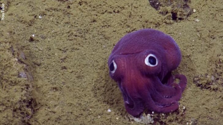 Watch: Cartoonish Squid Spotted on Ocean Floor