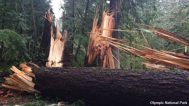 'Mystery Wind' Wipes Out Patch of Washington Forest