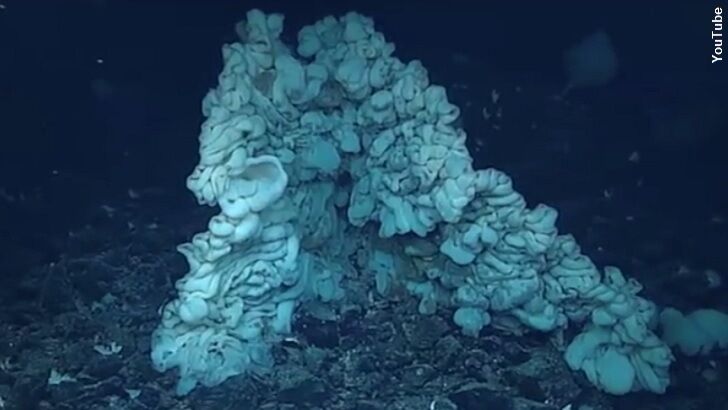Massive Sponge May Be World's Oldest Animal