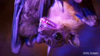 Deadly Virus Jumps From Bats To Humans – And There's No Treatment!