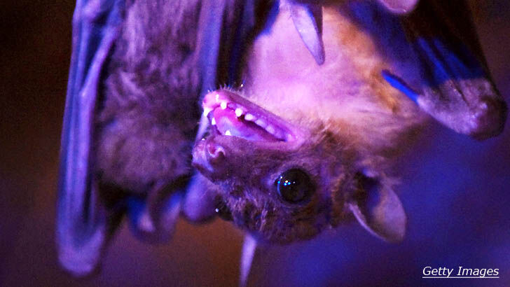 Deadly Virus Jumps From Bats To Humans – And There's No Treatment!