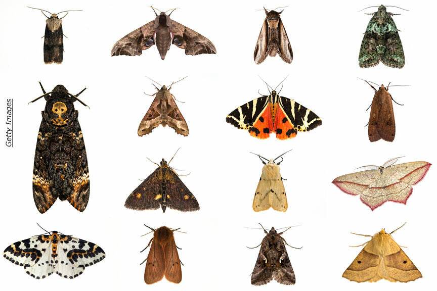 UK's Annual Moth Night Coast to Coast AM