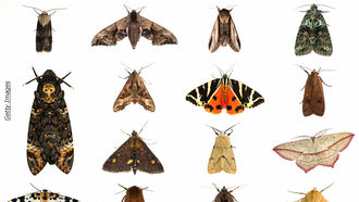 UK's Annual Moth Night